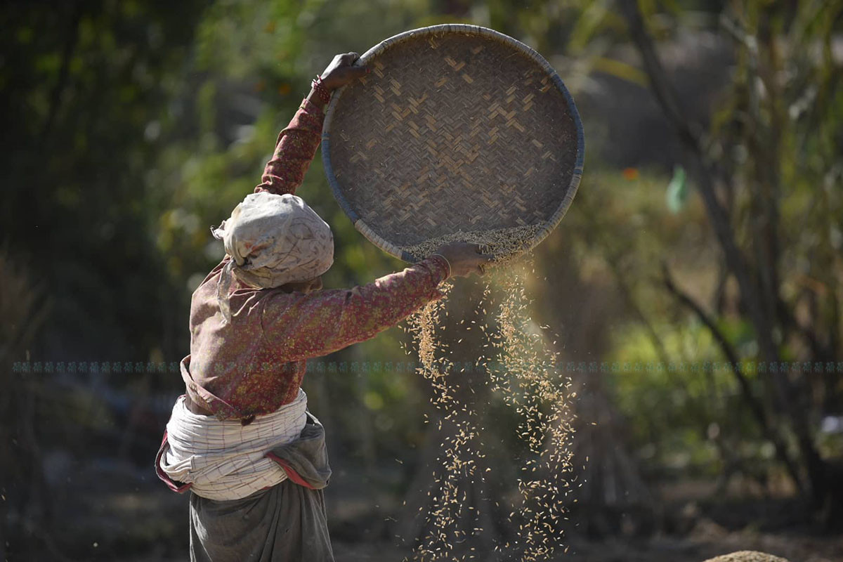 https://raracms.setopati.com/uploads/shares/2019/01/sujita/dhan vitraune chataro (1).jpg